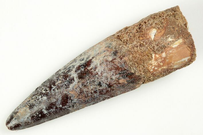 Fossil Spinosaurus Tooth - Real Dinosaur Tooth #204474